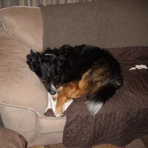 Meet your Posher, Benji